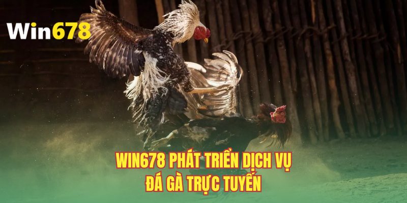 WIN678 nỗ lực nâng cao dịch vụ tại chuyên mục đá gà online